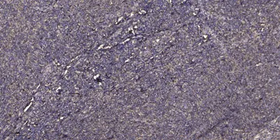 Beta-defensin 1 Rabbit pAb - image 1