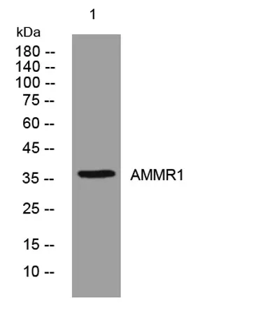 AMMR1 rabbit pAb