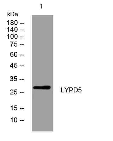 LYPD5 rabbit pAb