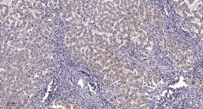 NF-κB p105 (Cleaved-Gly433) rabbit pAb - image 1