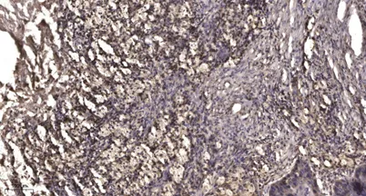 MMP20 (Cleaved-Tyr108) rabbit pAb - image 1