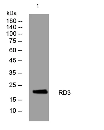 RD3 rabbit pAb