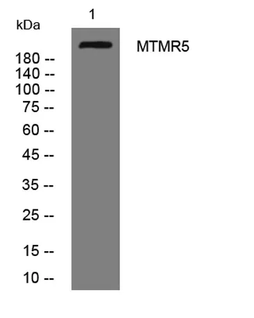MTMR5 rabbit pAb - image 1