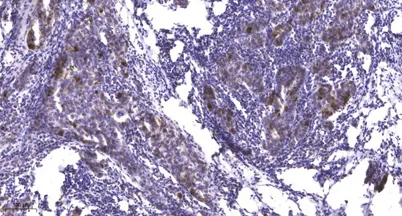 Smad1 (phospho-Ser206) rabbit pAb - image 1
