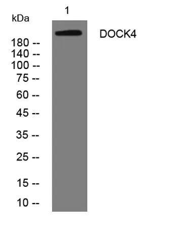 DOCK4 rabbit pAb - image 1