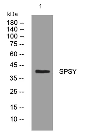 SPSY rabbit pAb - image 1
