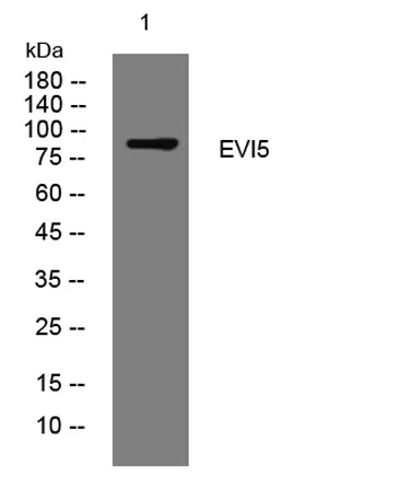 EVI5 rabbit pAb - image 1