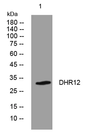 DHR12 rabbit pAb