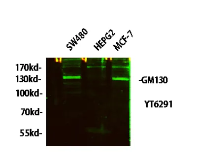 GM130 rabbit pAb - image 1
