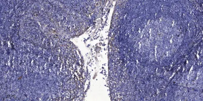 Prokineticin-1 Rabbit pAb - image 1