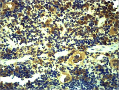 TLR6 rabbit pAb - image 1