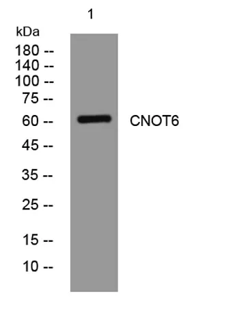 CNOT6 rabbit pAb - image 1