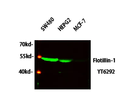 Flotillin-1 rabbit pAb - image 1