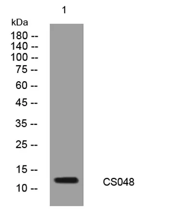 CS048 rabbit pAb