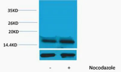 Histone H3 (Phospho Thr45) rabbit pAb - image 1