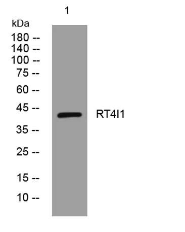 RT4I1 rabbit pAb - image 1
