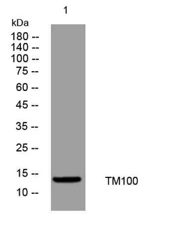 TM100 rabbit pAb