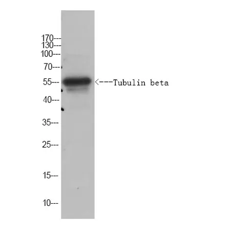 Tubulin beta Rabbit pAb (Caenorhabditis elegans)