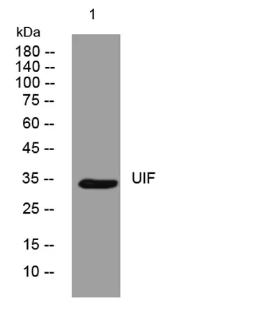 UIF rabbit pAb