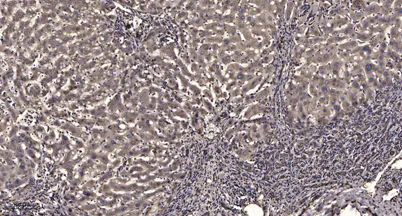 Ku-70 (Acetyl Lys338) rabbit pAb - image 1