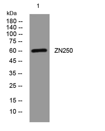 ZN250 rabbit pAb