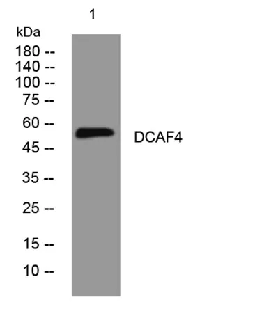 DCAF4 rabbit pAb