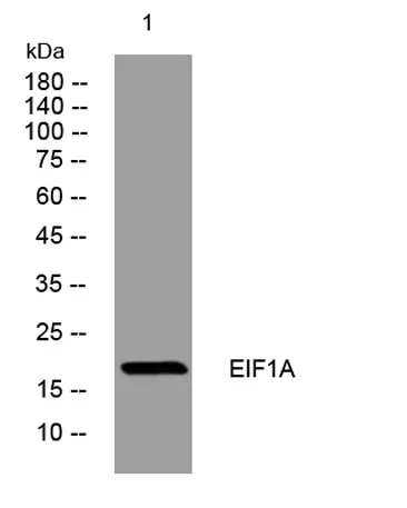 EIF1A rabbit pAb