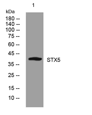 STX5 rabbit pAb - image 1