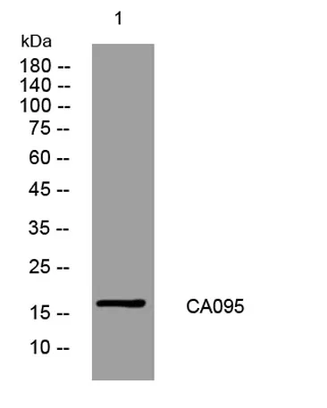 CA095 rabbit pAb - image 1