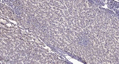 NF-κB p105 (Phospho Ser903) rabbit pAb - image 1