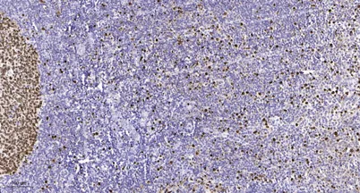 GARNL1 (Phospho-S797) rabbit pAb