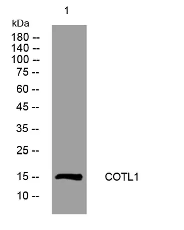 COTL1 rabbit pAb
