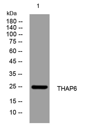 THAP6 rabbit pAb