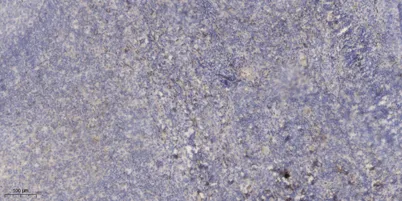 CE046 rabbit pAb