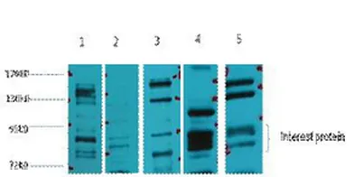 Glucocorticoid receptor rabbit pAb