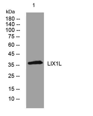 LIX1L rabbit pAb - image 1