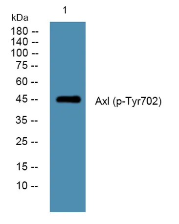 Axl (phospho-Tyr702) rabbit pAb - image 1