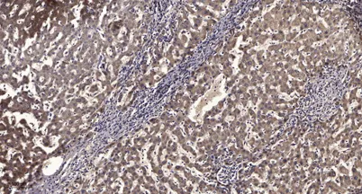 Sp3 (Acetyl Lys551) rabbit pAb