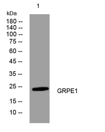 GRPE1 rabbit pAb