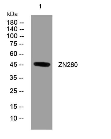 ZN260 rabbit pAb