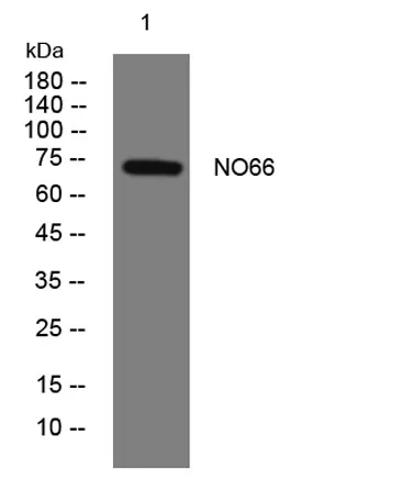 NO66 rabbit pAb