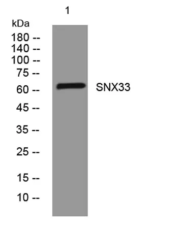 SNX33 rabbit pAb