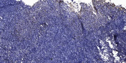 CI016 rabbit pAb