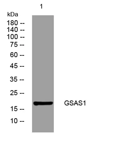GSAS1 rabbit pAb