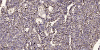 DYH12 rabbit pAb