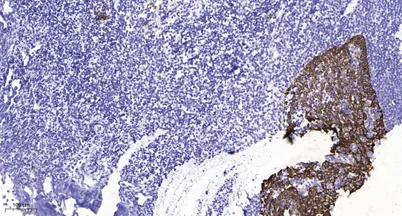 GluR-2 (Phospho-Tyr876) rabbit pAb - image 1