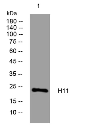 H11 rabbit pAb - image 1