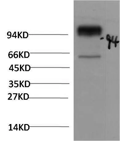 ACE2 Rabbit pAb - image 1