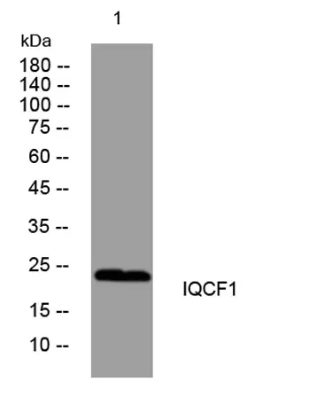 IQCF1 rabbit pAb