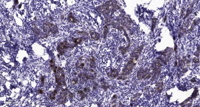 PLCγ1 (phospho-Ser1248) rabbit pAb - image 1
